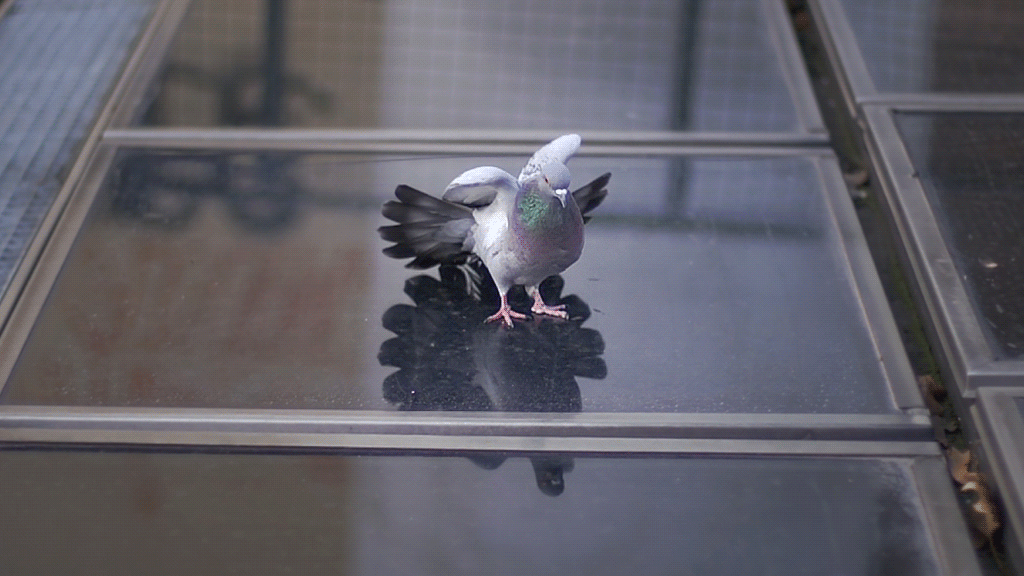 Saatchi-Action-Micael-Reynaud.gif