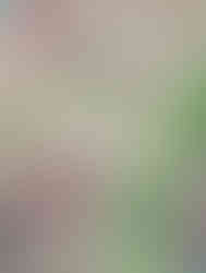 Colored page of lilies by Nina Joseph from the books Consider the Lilies