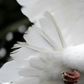 Where’s peace? Or is this another moment of TP –thoughts and prayer?