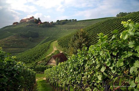Weingut Marktgraf von Baden.jpeg