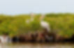 Fauna y flora del manglar Senegal