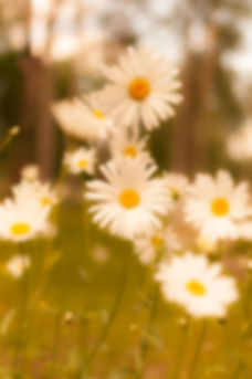 Fresh daisies