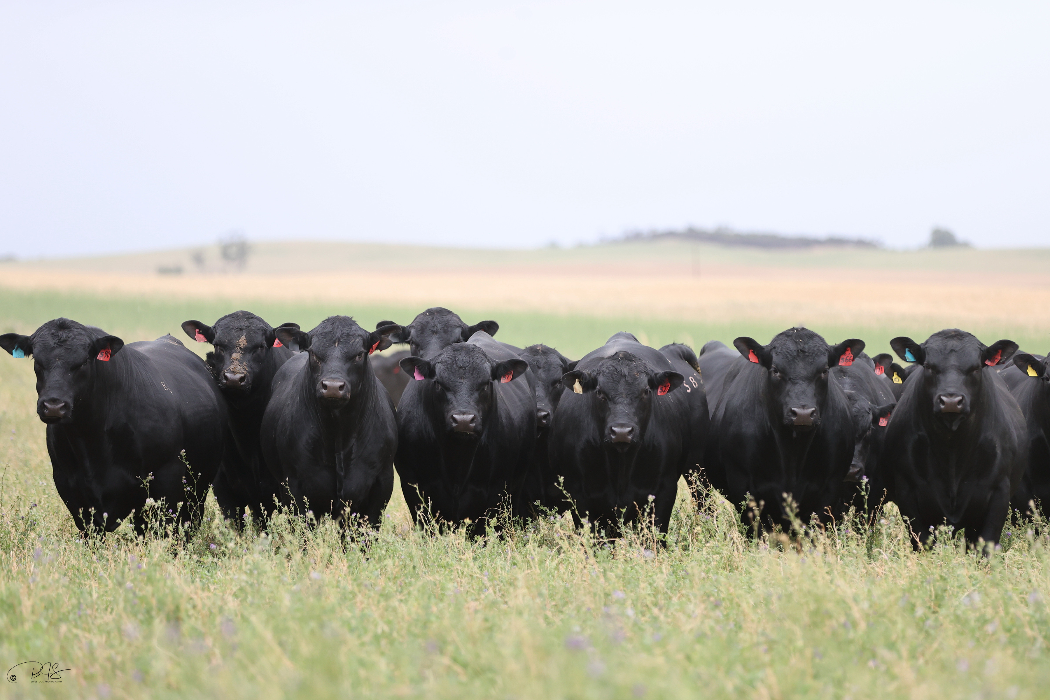 2023 Annual Bull Sale Bull Oak Well Angus