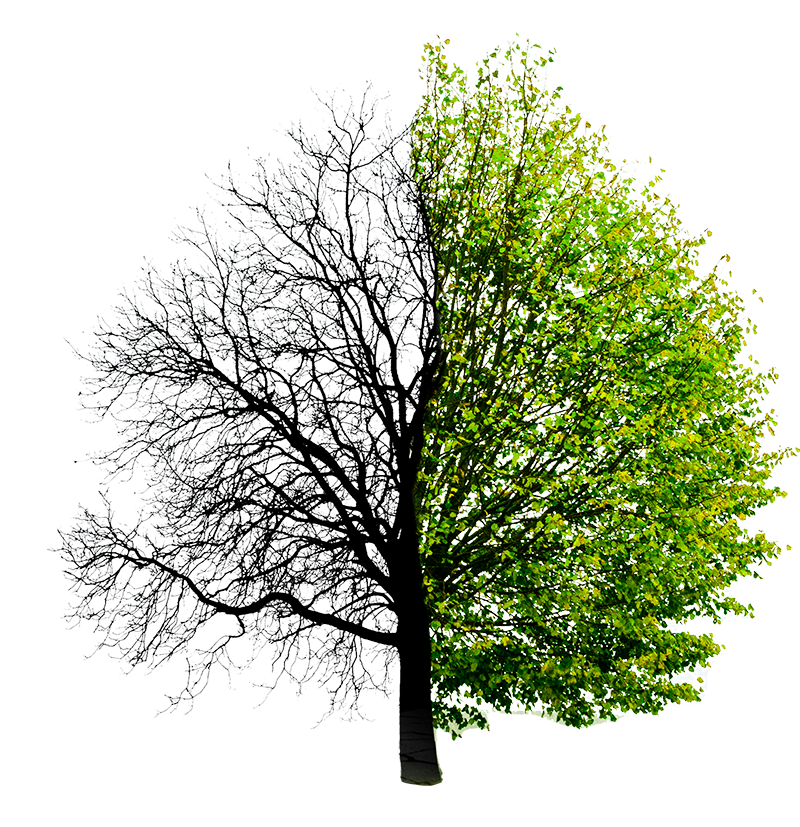 Tree where one side has no leaves