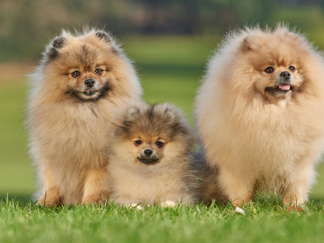 Hoe weet je of een hondenopvang geschikt is voor jouw hond?