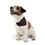 Thumbnail: Music Lover's Pet Bandana Collar