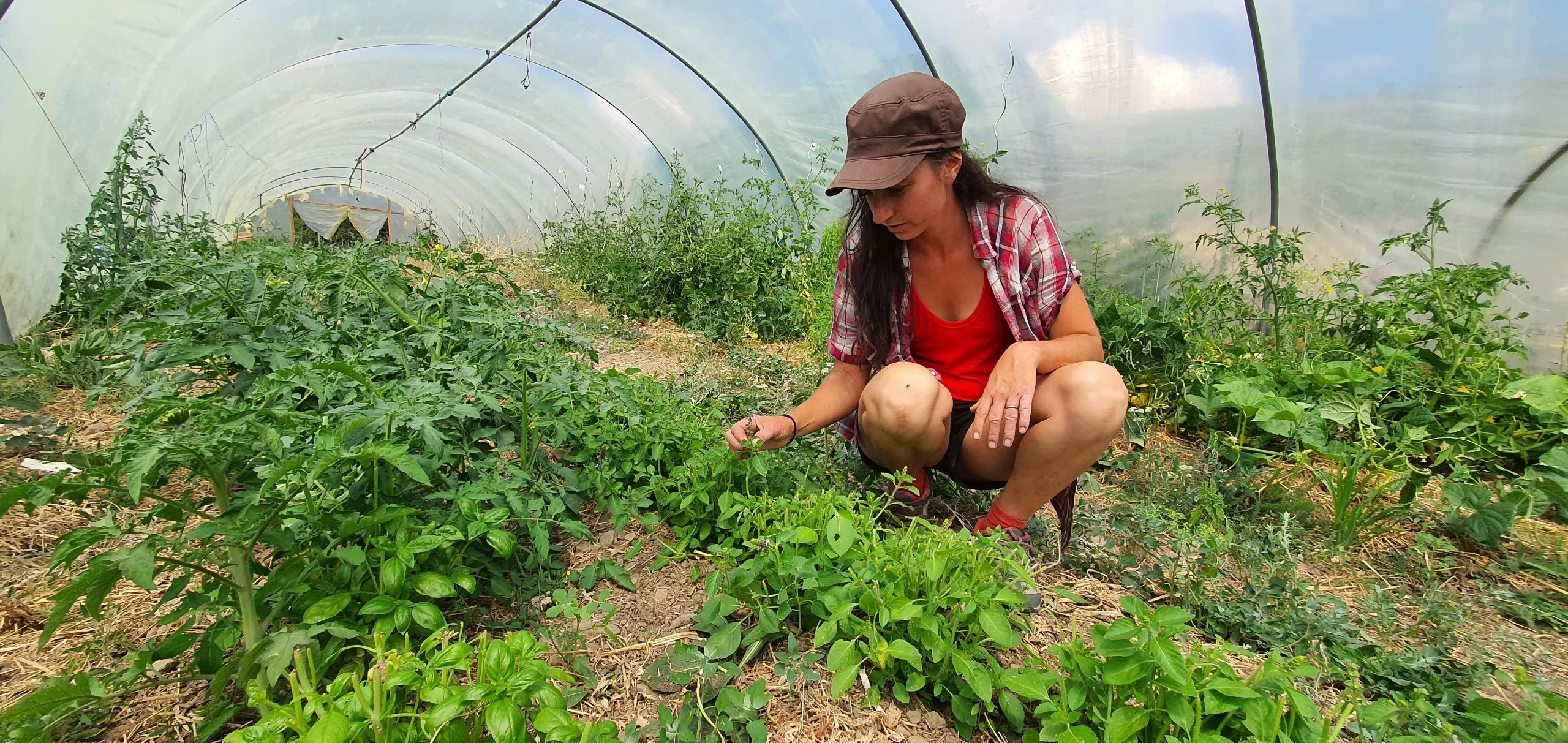 Boutique en ligne produits Bio à bas de plantes aromatiques et médicinales - Alpes-de-haute-provence- Un brin de folie