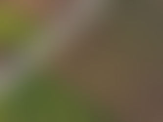 zibibbo pantelleria passito viti vigneti