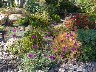desert landscaping.jpeg
