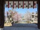 伊予稱名寺桜名所