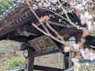 伊予稱名寺　春