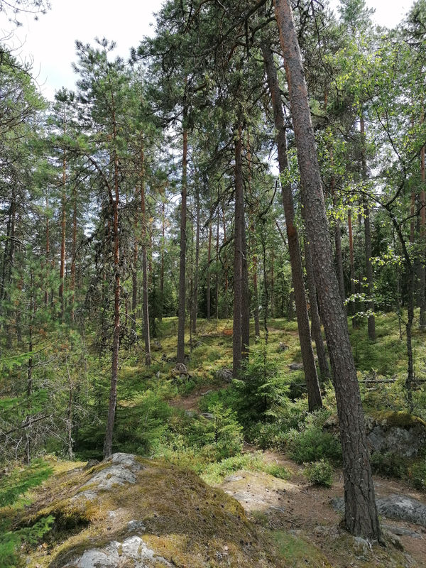 Kuvassa on mäntyjä, kivikkoisessa ja sammaleisessa maastossa