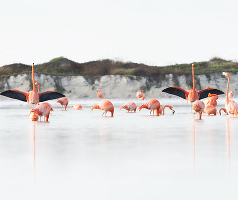 FLAMANT ROSE #1