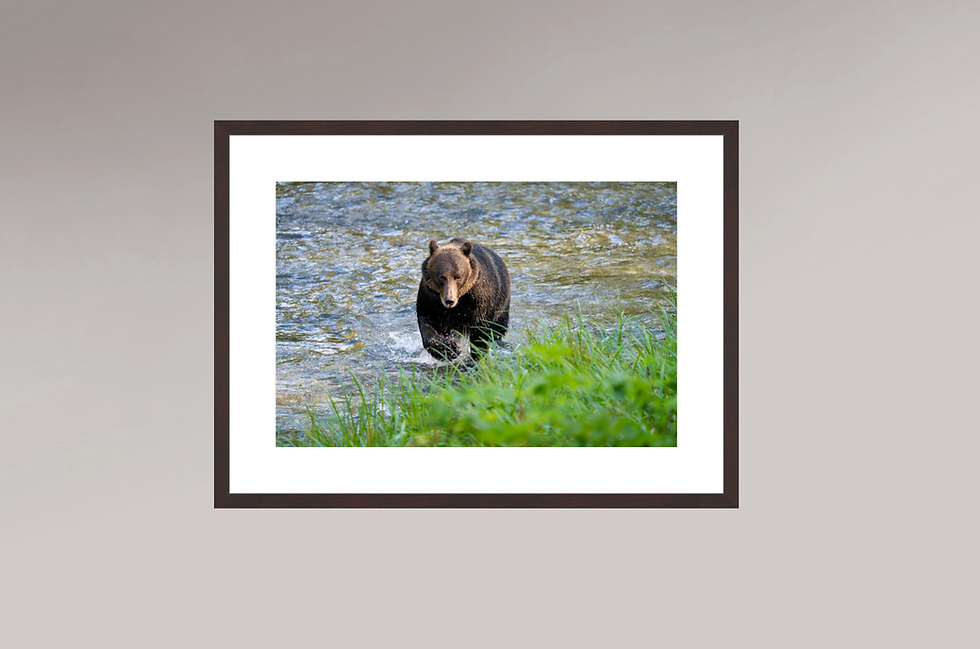 Thumbnail: OURS BRUN #1