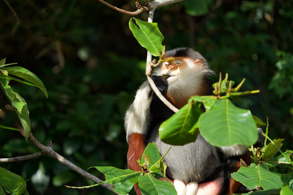Miniatura: LANGUR DE DOUC #1