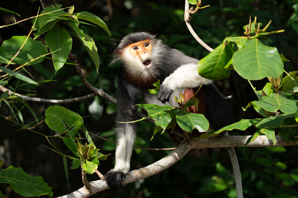 Miniatura: LANGUR DULCE #3