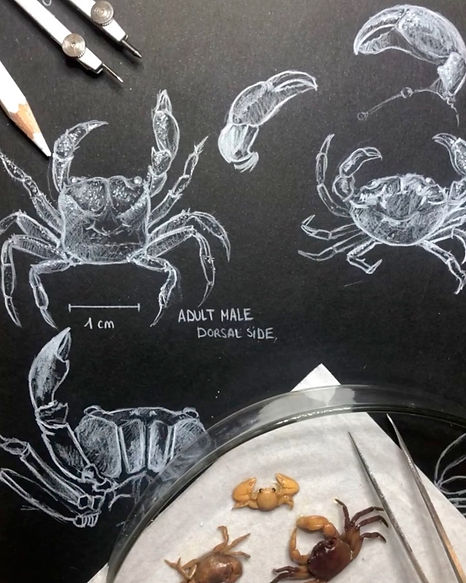 Scientific drawing crab taxonomy Borneo