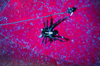 oeuvre fluorescente dessin scientifique insecte