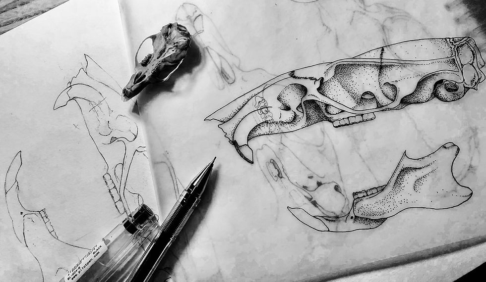 Scientific drawing Credit Estelle Cruz 2023