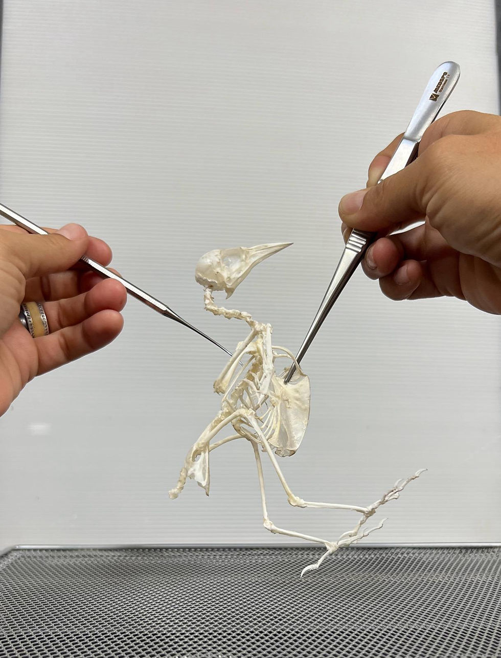 Bird Skeleton Oxidation Class