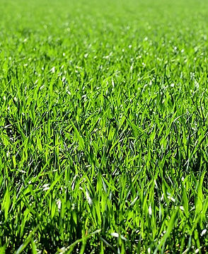 grass photo.jpg