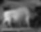 SIA-MNH-4080_edited.jpg