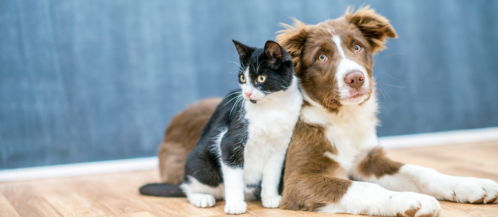 Untitled design - 2024-12-04T191147.677.png