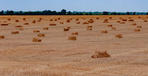 vecteezy_straw-collected-in-square-bales-on-a-harvested-wheat-field_49715725.JPG