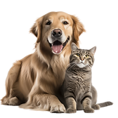 vecteezy_ai-generated-dog-and-cat-on-transparent-background_37749711.png