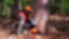 40.-Forestry-scaled.jpg