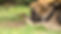 stump_grinding-3.jpg