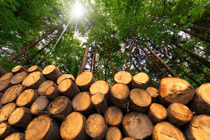 Cut-logs-in-forest-scaled.jpg