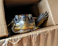 vecteezy_adorable-animals-hiding-and-peeking-out-from-cardboard-boxes_48854446.jpeg