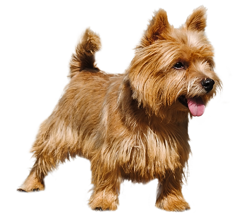 Brookfield Kennels & Cattery Gloucester