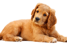 Brookfield Kennels & Cattery Elmore