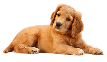 Brookfield Kennels & Cattery Elmore
