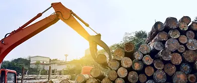 Forestry sector hero photo.jpg.webp
