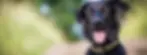 treats_543d62f0-9c8d-496b-bc40-cf35f5ad2177.webp