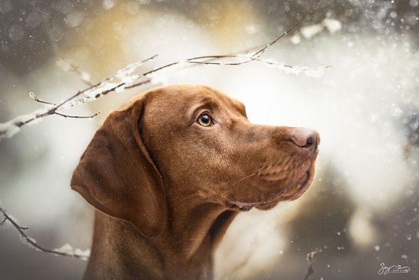 Magyar Viszla Hundefotograf Schwerin 