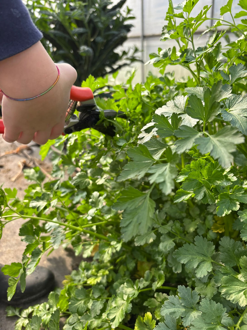 harvesting Persley for chimichimi
