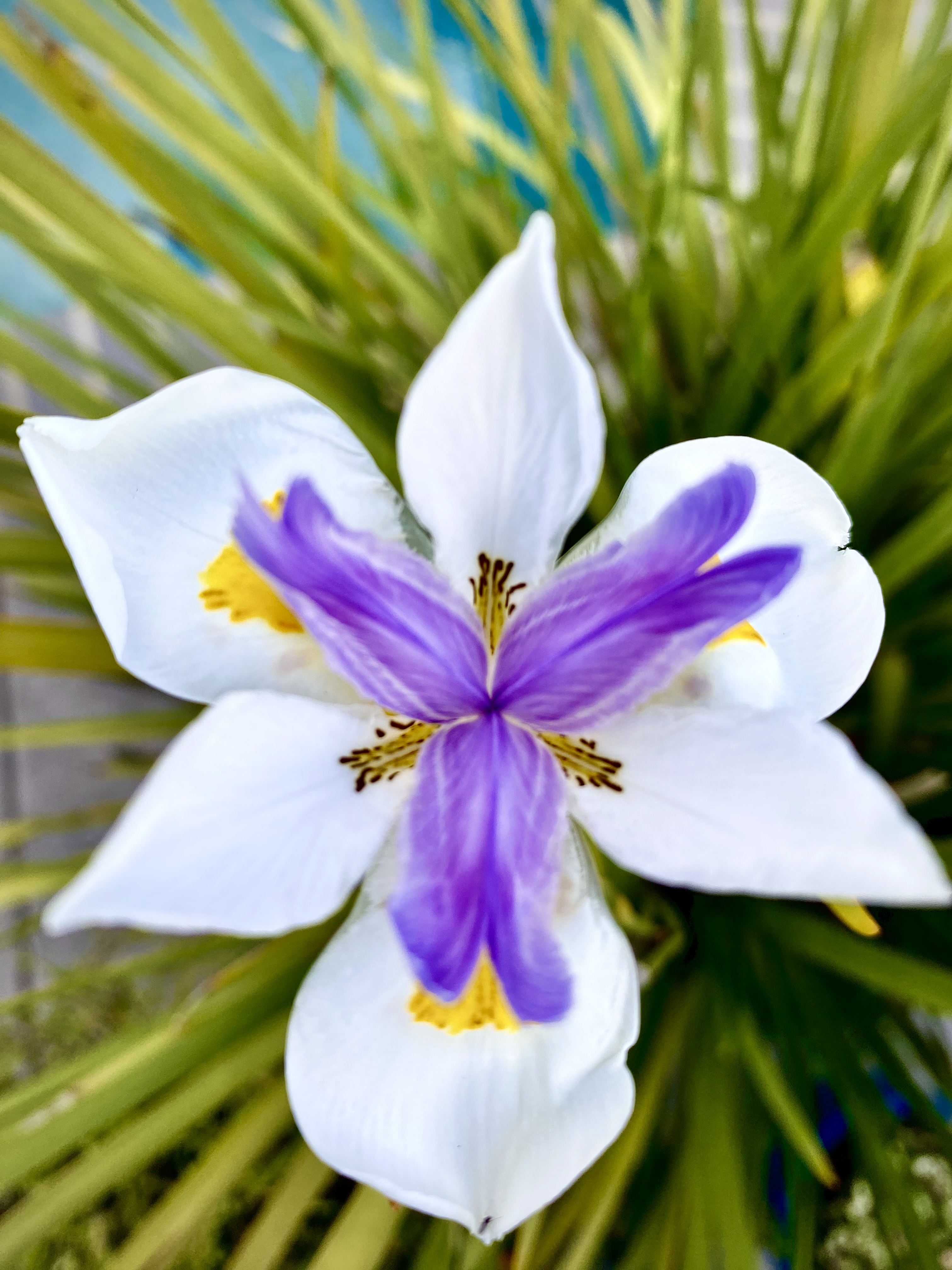 Fornight Lily
