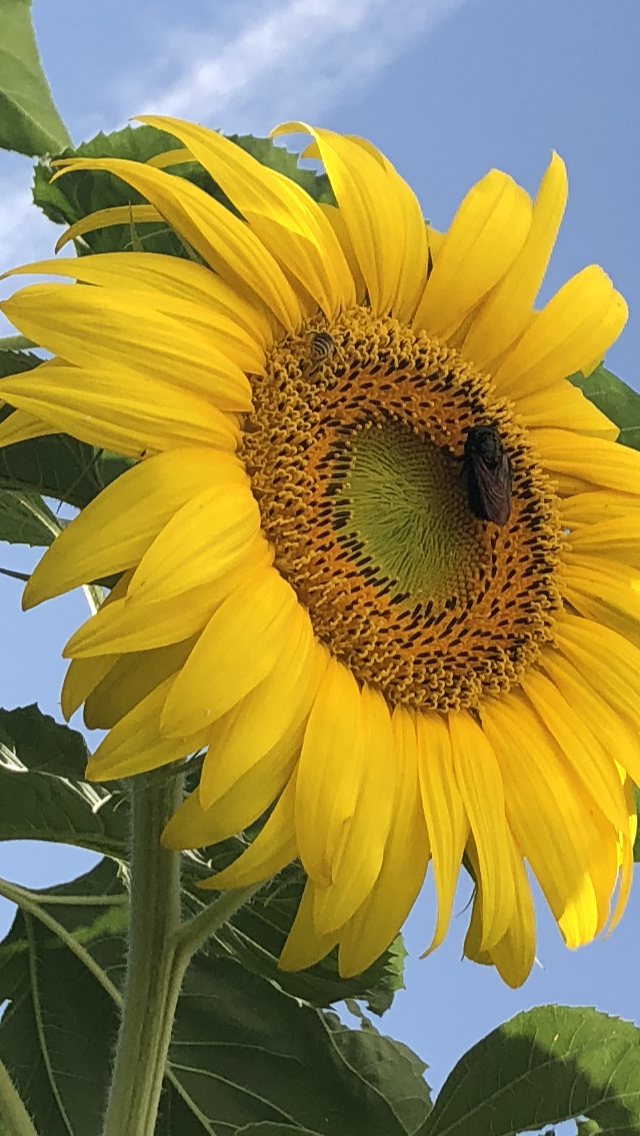 Honey Bee and Carpentar Bee Shre Heirloom Mammoth Sunflower