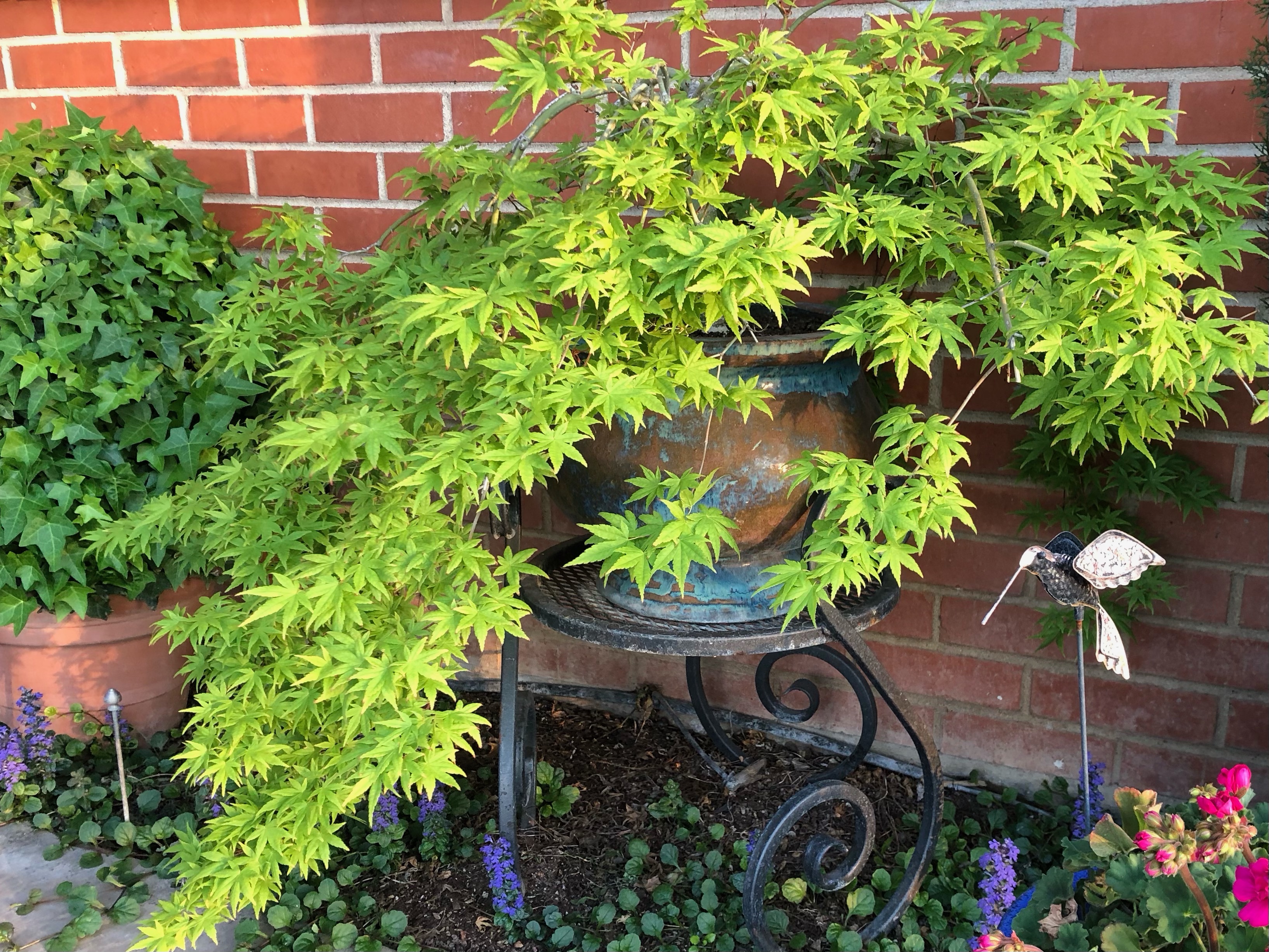 Weeping Japanese Maple