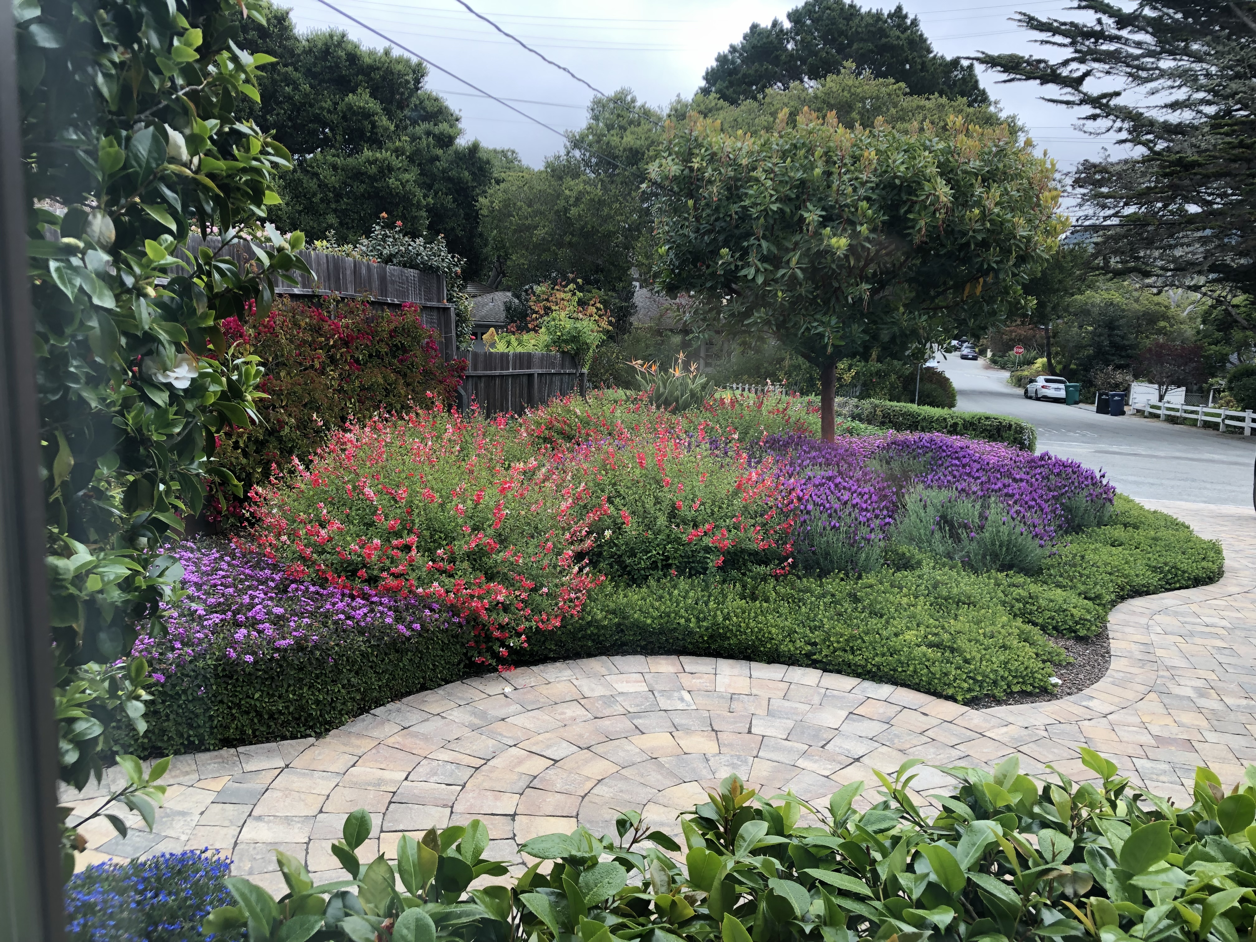 Camillas, Emerald Carpet, Spanish Lavender, Hot Lips