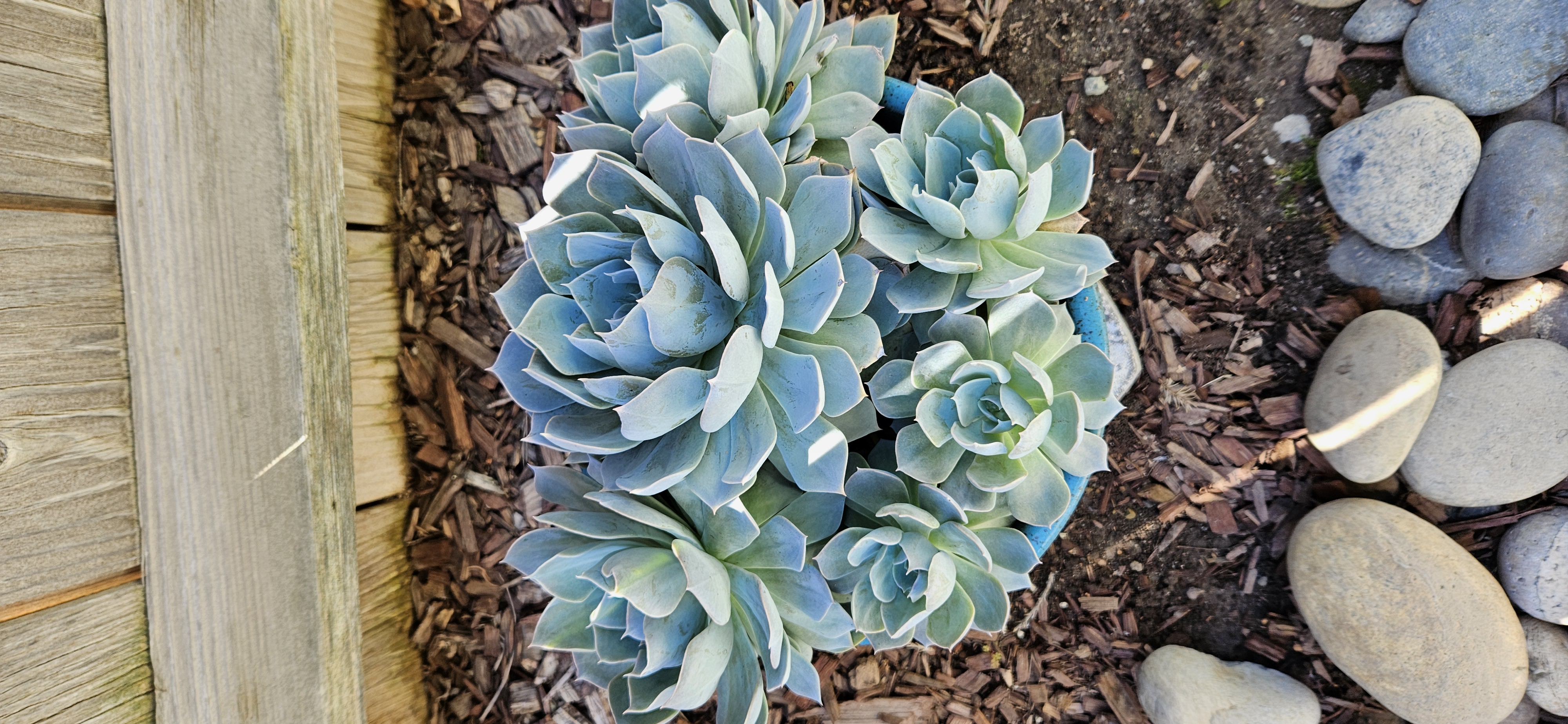 Blue Bird Mist Echeveria