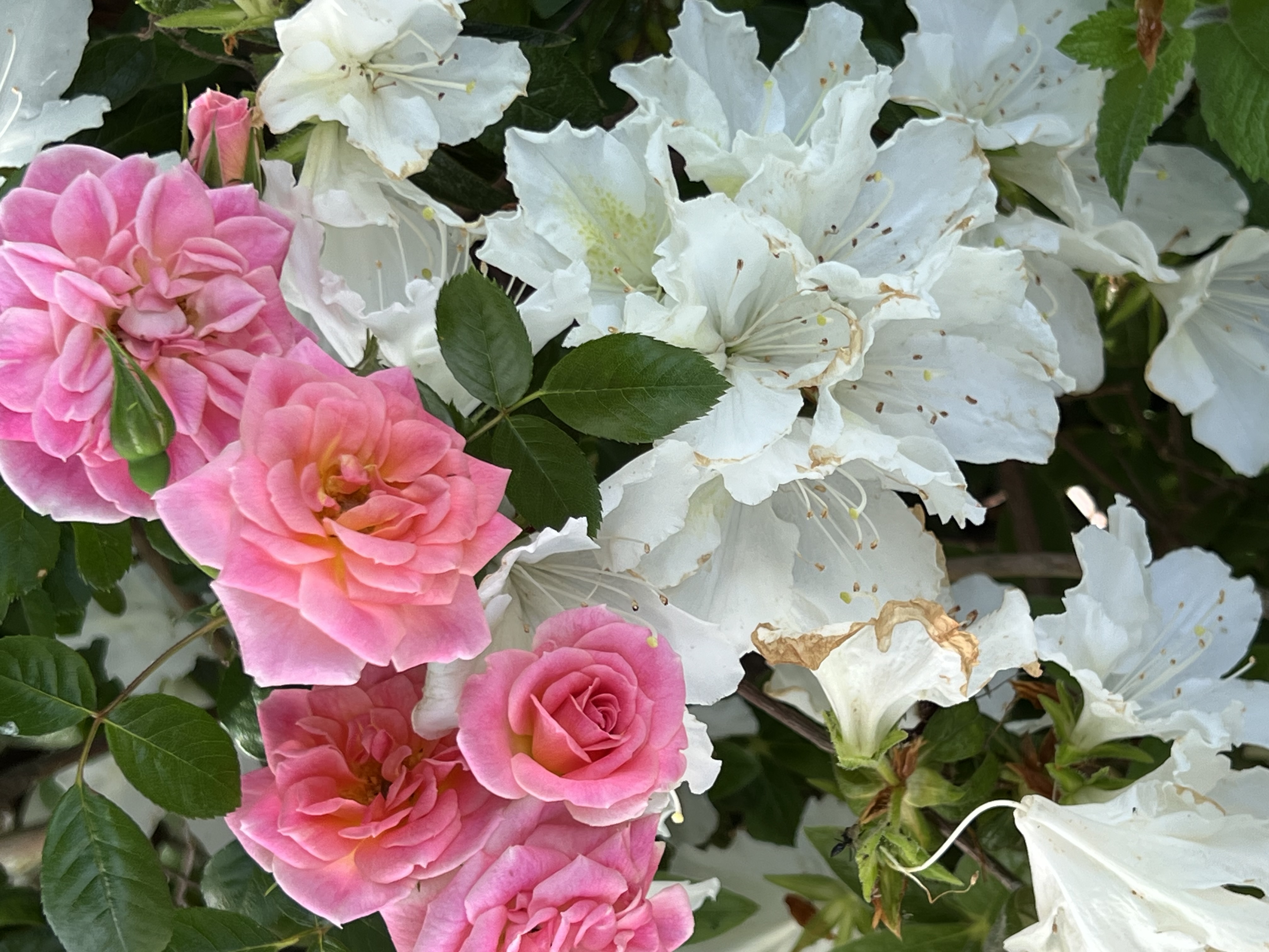 Rose and White Azalea