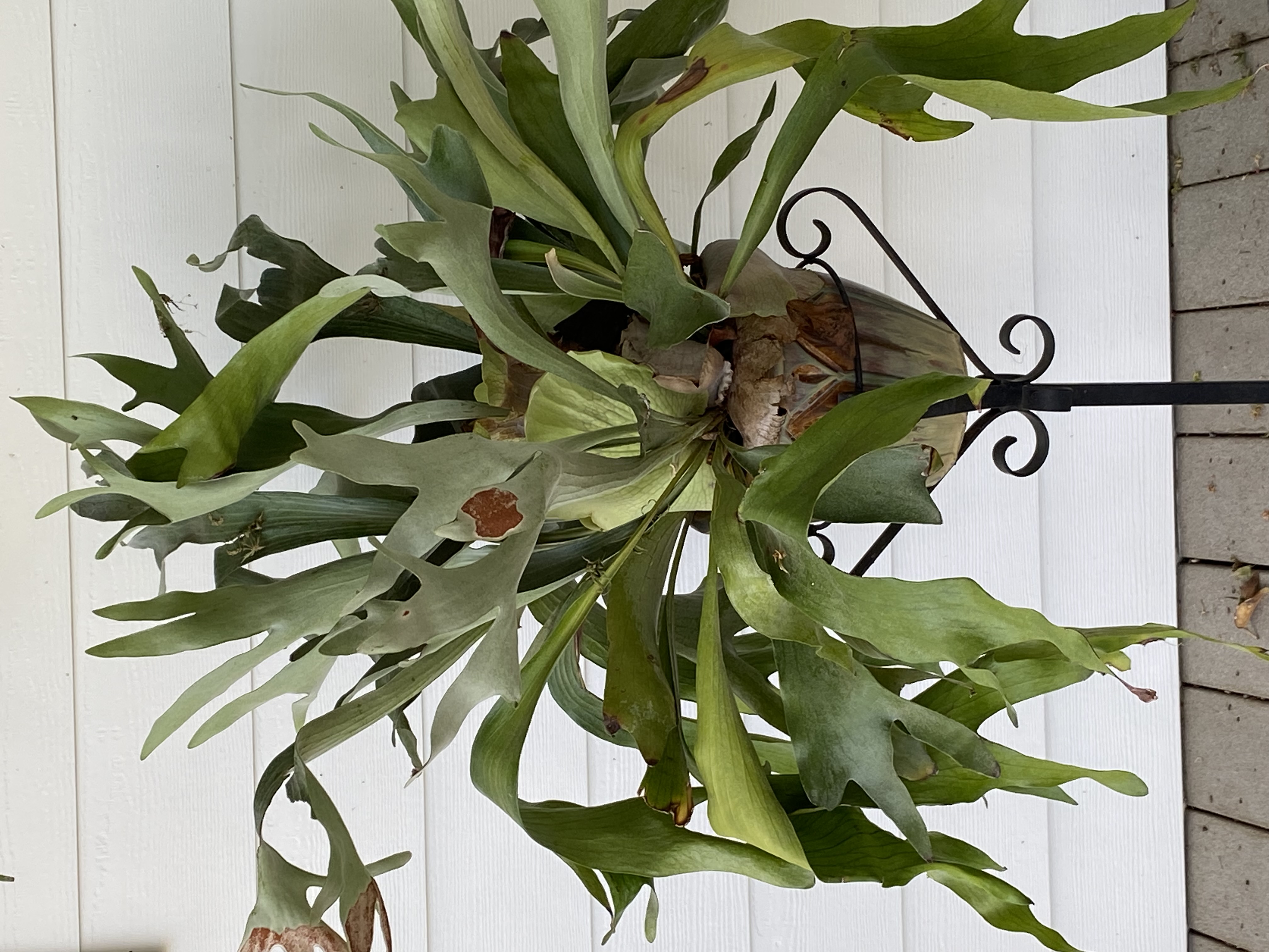 Staghorn Fern
