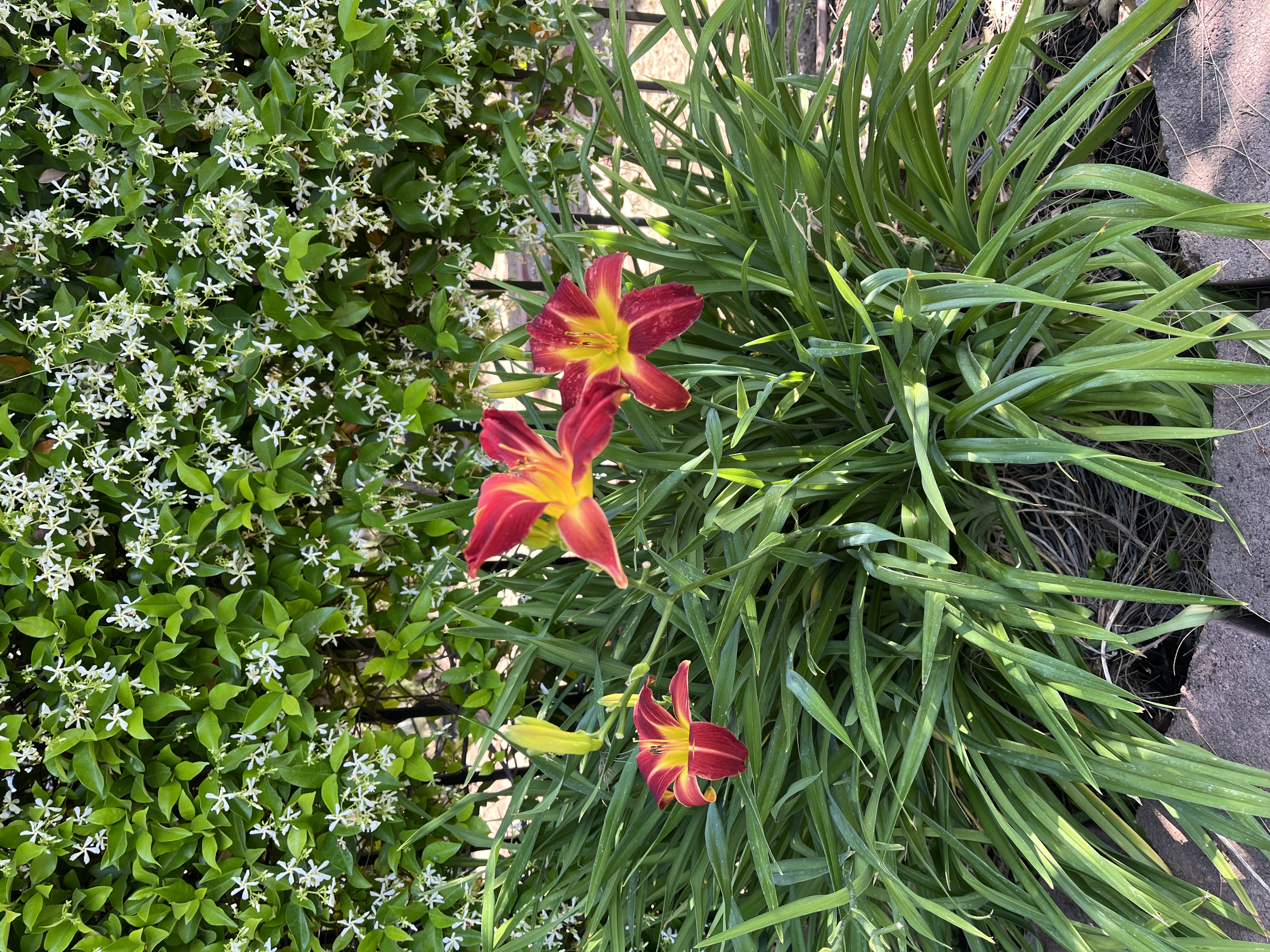 Day Lilly and Sassy Sasparilla Star Jasmine