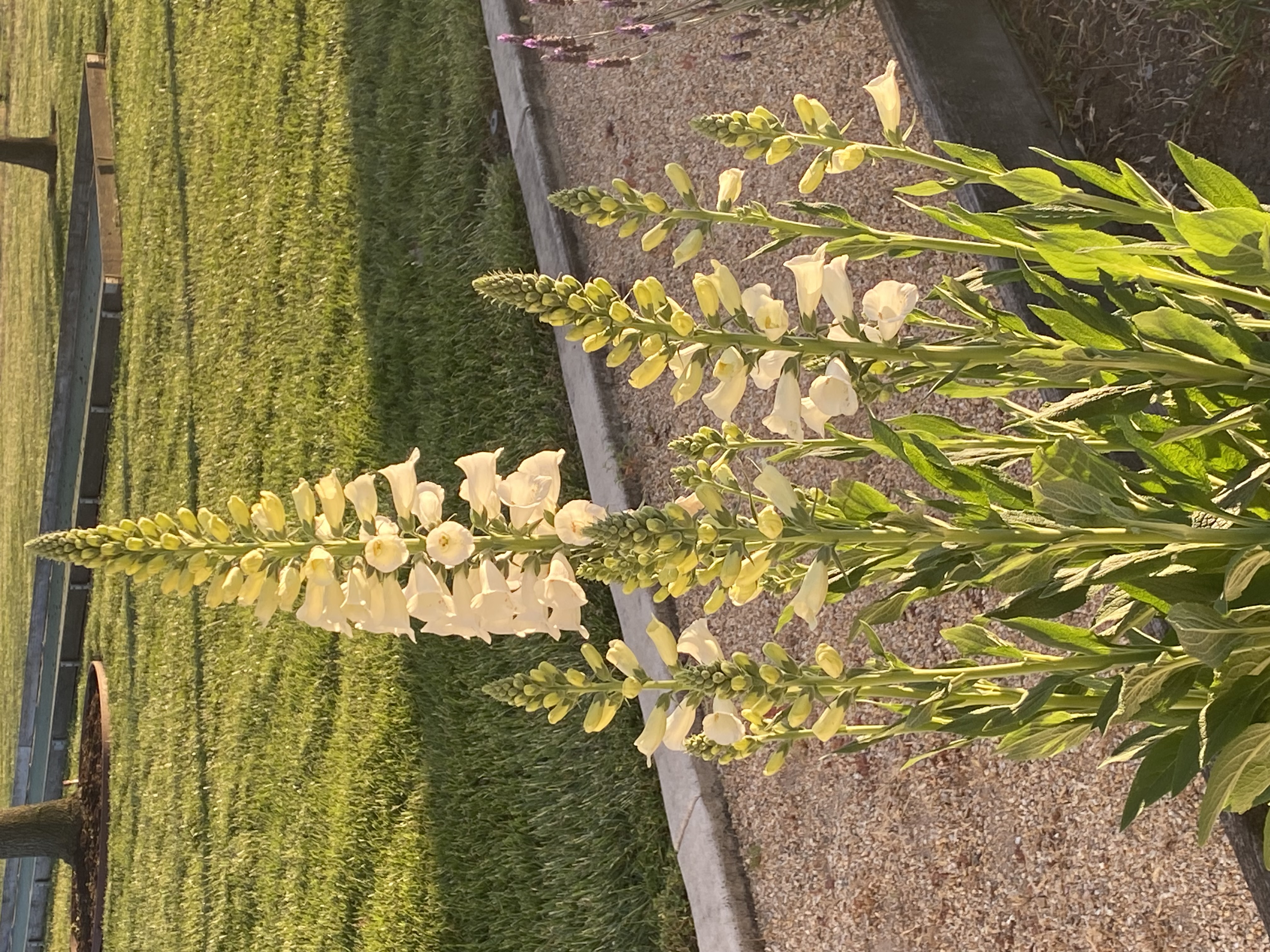 Foxglove Fern