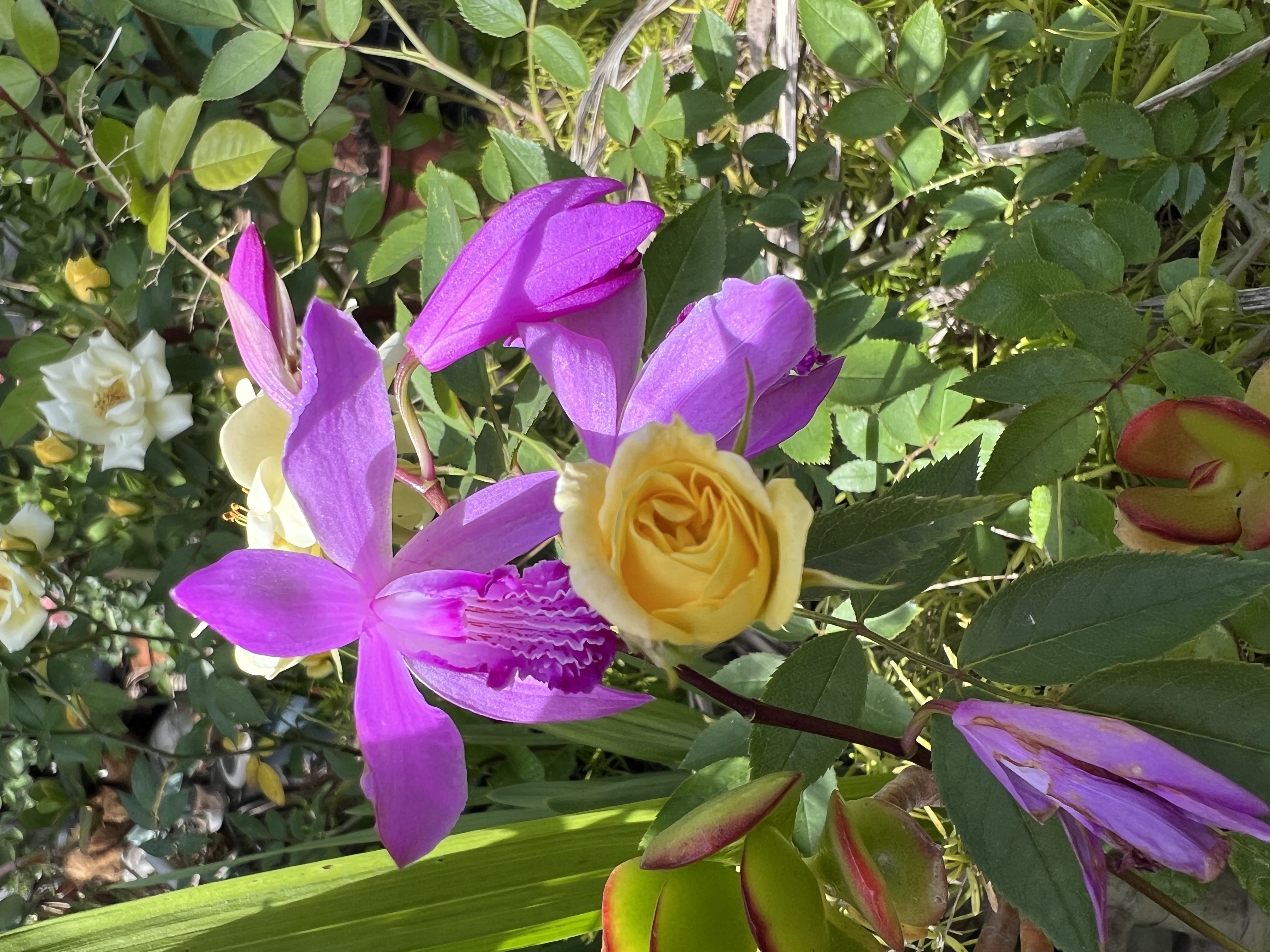 Minature Yellow Rose and Chinese Ground Orchid